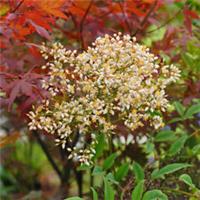Nandina Domestica Hardy Evergreen Shrub Garden Plants 1 or 2 x 3 Litre Pot T&M