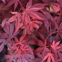 Acer palmatum Japanese Maple Tree 9cm Potted Plants x 4 + 4 Grey Pots By T&M