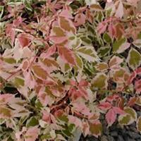 Acer negundo 'Flamingo' Maple - Pink-Hued Foliage, 1x 3L Potted Plant
