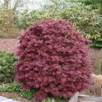 Acer palmatum 'Shaina' - Compact Maple with Red Foliage - 3 Litre Plant