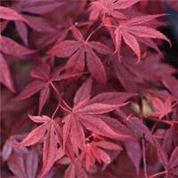 Acer palmatum 'Atropurpureum' - Purple-Red Foliage, 1x 15cm Potted Plant