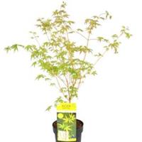 Acer palmatum 'Bi hoo' - Variegated Leaves, 1x 6.5L Potted Plant