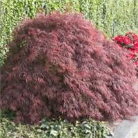 Acer palmatum 'Crimson Queen' - Burgundy Foliage Weeping Maple - 3 Litre Pot