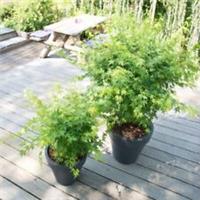 Acer palmatum 'Going Green' - Hardy Vibrant Foliage, 1x 15cm Plant