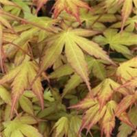 Japanese Maple 'Katsura' - Color-Changing Shrub, 1x 3L Potted Plant