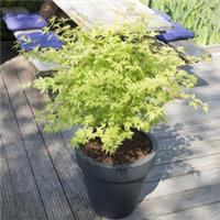 Acer Palmatum Plant Anne Irene 3 Litre Pot x 1 by Thompson & Morgan