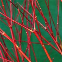 Acer palmatum Sango-kaku 6.5 Litre Pot x 1 by Thompson & Morgan