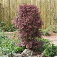 Acer Palmatum Plant Shaina 60cm 3 Litre Pot x 3 by Thompson & Morgan