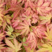 Acer palmatum Orange Beauty (Dream) 9cm Pot x 3 by Thompson & Morgan
