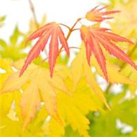 Acer palmatum Orange Dream 3 Litre Pot x 1 by Thompson & Morgan