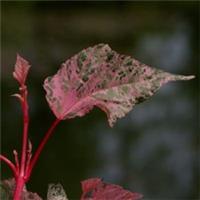 Acer Conspicuum Red Flamingo 3 Litre Pot x 1 by Thompson & Morgan