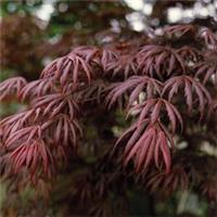 Acer Palmatum Plant Trompenburg 3 Litre Pot x 1 by Thompson & Morgan