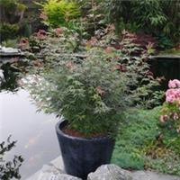 Acer palmatum Jerre Schwartz 3; 6.5 & 14 Litre Potted Plant by Thomspon & Morgan