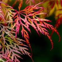 Acer Palmatum Dissectum 10 & 3 Litre Potted Plant by Thomspon & Morgan