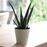 Aloe Vera 10.5cm Potted Plant x 2 + Incredifeed x 2 by Thompson & Morgan