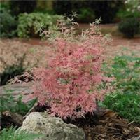 Acer Japanese Jewel palmatum Taylor 3 Litre Potted Plant x 1 by T&M