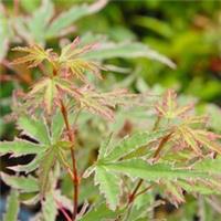 Acer palmatum Butterfly 13cm, 3 & 6.5 Litre Potted Plant by Thompson & Morgan