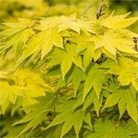 Acer shirasawanum Jordan 3 & 12 Litre Potted Plant by Thompson & Morgan