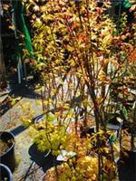 4ft inc. pot Japanese Maple Acer palmatum ORANGE DREAM 10litre