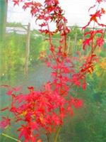 6ft inc. pot species Japanese Maple Acer palmatum, 10litre