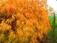 27inch inc. pot Weeping Fountain Japanese Maple Acer dissectum Viridis - 10litre