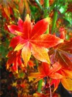 5.5ft inc. pot Japanese Maple Acer Osakazuki - 20litre, 3ft spread