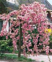 Cheal's Weeping Flowering Cherry Tree 4-5ft Tall P.Serrulata Kiku Shidare Zakura