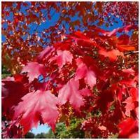 10 Acer rubrum / Red Maple 2-3ft Tall Trees, Stunning Autumn Colours
