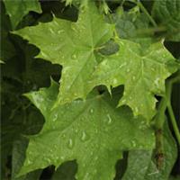 50 Sycamore Maple Trees,40-60cm Acer Pseudoplatanus Hedge,Stunning Autumn Colour