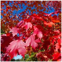 1 Acer rubrum / Red Maple 2-3ft Tall Tree, Stunning Autumn Colours