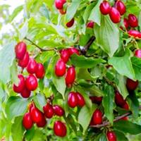 3 Cornus Mas / Cornelian Cherry, 40-60cm Tall Shrub, Glossy Cherry Like Fruit