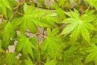 Acer palmatum (Japanese Maple) - 25 seeds.