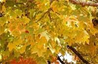 Acer platanoides (Norway Maple) - 30 seeds