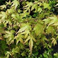 Japanese Maple / Acer Palmatum 3-4ft tall in 1L Pot, Beautiful Autumn Foliage