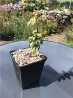 Field Maple Tree , 9cm Pot, Native Tree, Sapling, Acer Campestre, 20cm