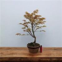 Japanese Acer Palmatum KATSURA Bonsai Tree In 5.5" Pot (AK-13)