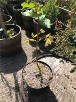 Norway Maple Sapling Acer platanoides Stem Height 35cm 2 years old in 2L pot