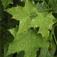 100 Sycamore Maple Trees 40-60cm Acer Pseudoplatanus Hedge,Stunning AutumnColour