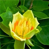 Tulip Tree/Liriodendron Tulipifera, 1-2ft Tall, Uniquely Shaped Leaves