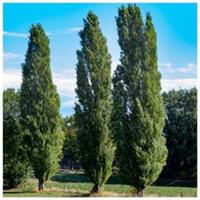 50 Lombardy Poplar / Populus Nigra Italica Trees 2-3ft, Quick Native Wind Break