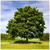 3 Field Maple Hedging, Native Trees Acer Campestre 40-60cm Plants, Autumn Colour