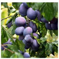 Opal Plum Tree 4-5ft in a 6L Pot, Self-Fertile,Ready to Fruit,Early Fruiting