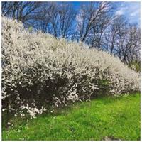 250 Blackthorn Hedging Plants 3-4ft, Prunus Spinosa,Edible Sloe Berries,Sloe Gin