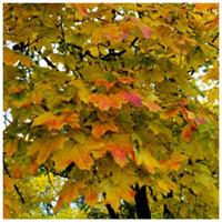 20 Norway Maple Trees, 40-60cm Acer platanoides Hedging,Stunning Autumn Colours