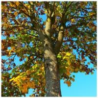 5 Norway Maple Trees, 40-60cm Acer platanoides Hedging,Stunning Autumn Colours