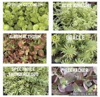 Sedum succulent Variety selection fresh cuttings for propagation