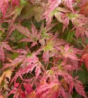 Japanese Maple, Acer palmatum 'Phoenix' in a 1L Pot