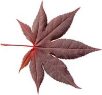Japanese Maple Trees - Acer Palmatum Purple Leaf' -1 x Plant in a 10 Litre Pot
