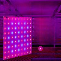 LED Grow Lights Full Spectrum Quantum Board Phytolamp For Plant Indoor Flower Seeds Hydroponics Greenhouse Tent Cultivation Lamp