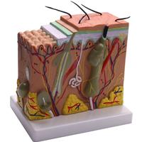 Skin Model, 50X Skin and Hair Structure Enlarge Model Anatomical Model Anatomy for Science Classroom Study Display Teaching